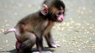 猿の子供のデスクトップPC用の壁紙