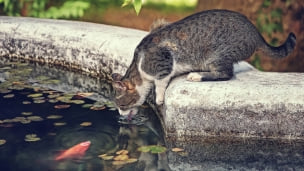 水飲む猫と鯉のデスクトップPC用の壁紙