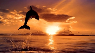 夕日 ジャンプするイルカのデスクトップPC用の壁紙