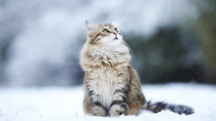 雪の中のかわいい猫のデスクトップPC用の壁紙