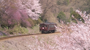 桜と電車のデスクトップPC用の壁紙