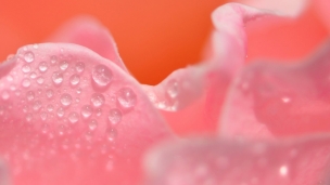 水滴のついたピンクの花びらのデスクトップPC用の壁紙