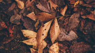 地面に落ちた茶色い葉っぱ / 土のデスクトップPC用の壁紙