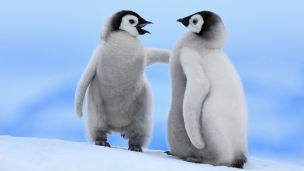 2匹のペンギンの子供のデスクトップPC用の壁紙