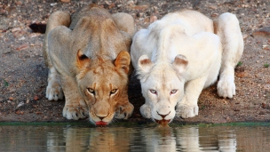 水を飲む2頭のライオンのデスクトップPC用の壁紙
