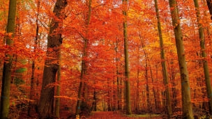 秋の紅葉の森のデスクトップPC用の壁紙