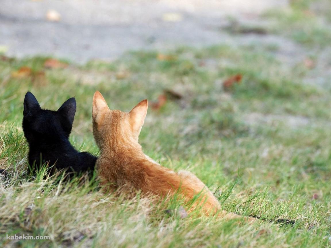 並んだ2匹の猫の壁紙(1152px x 864px) 高画質 PC・デスクトップ用