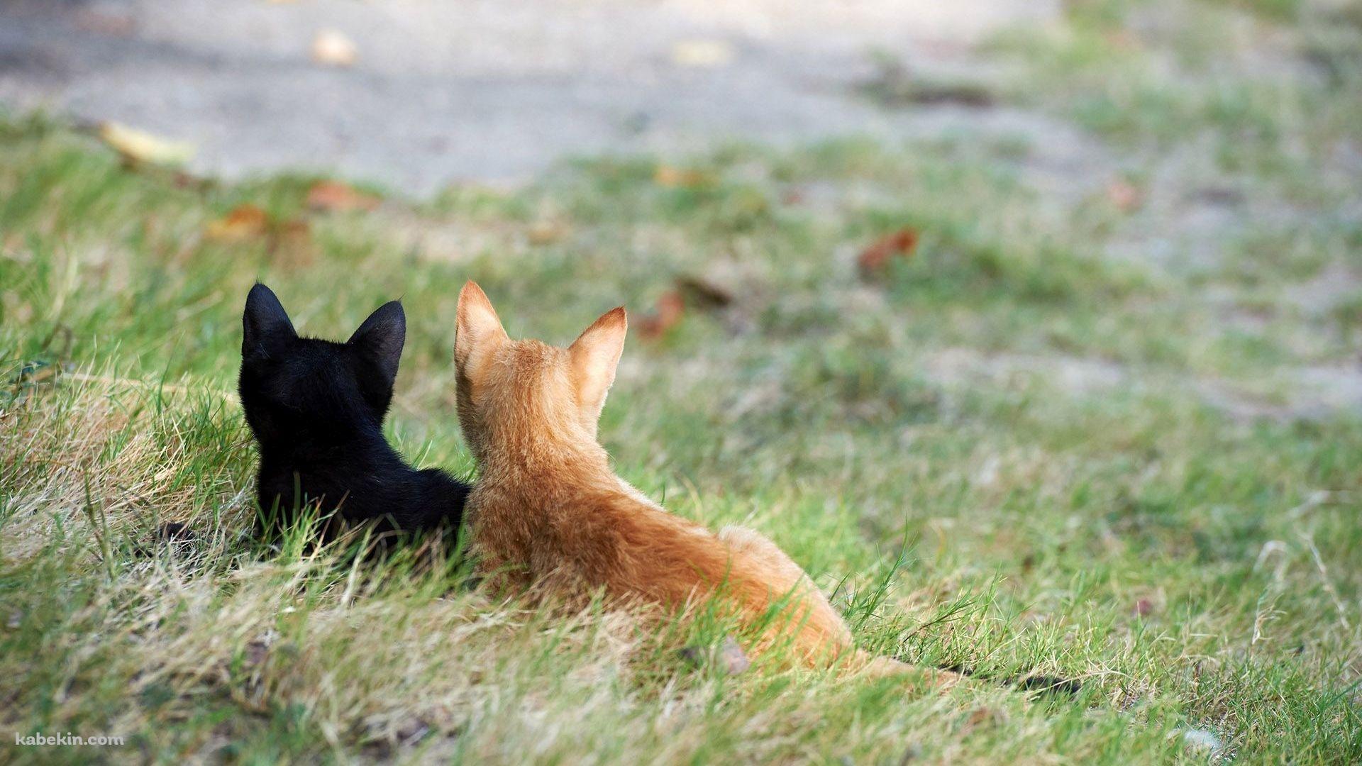 並んだ2匹の猫の壁紙(1920px x 1080px) 高画質 PC・デスクトップ用
