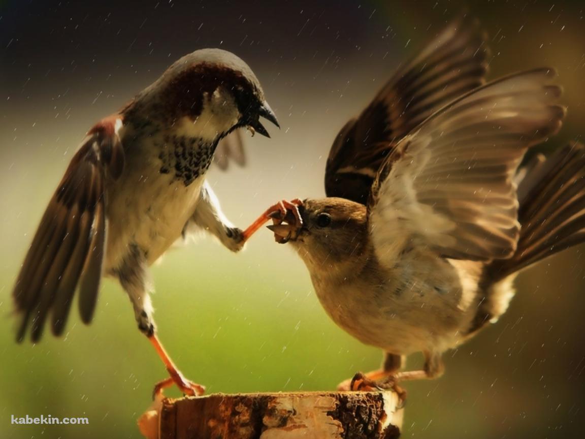 2羽の鳥の壁紙(1152px x 864px) 高画質 PC・デスクトップ用