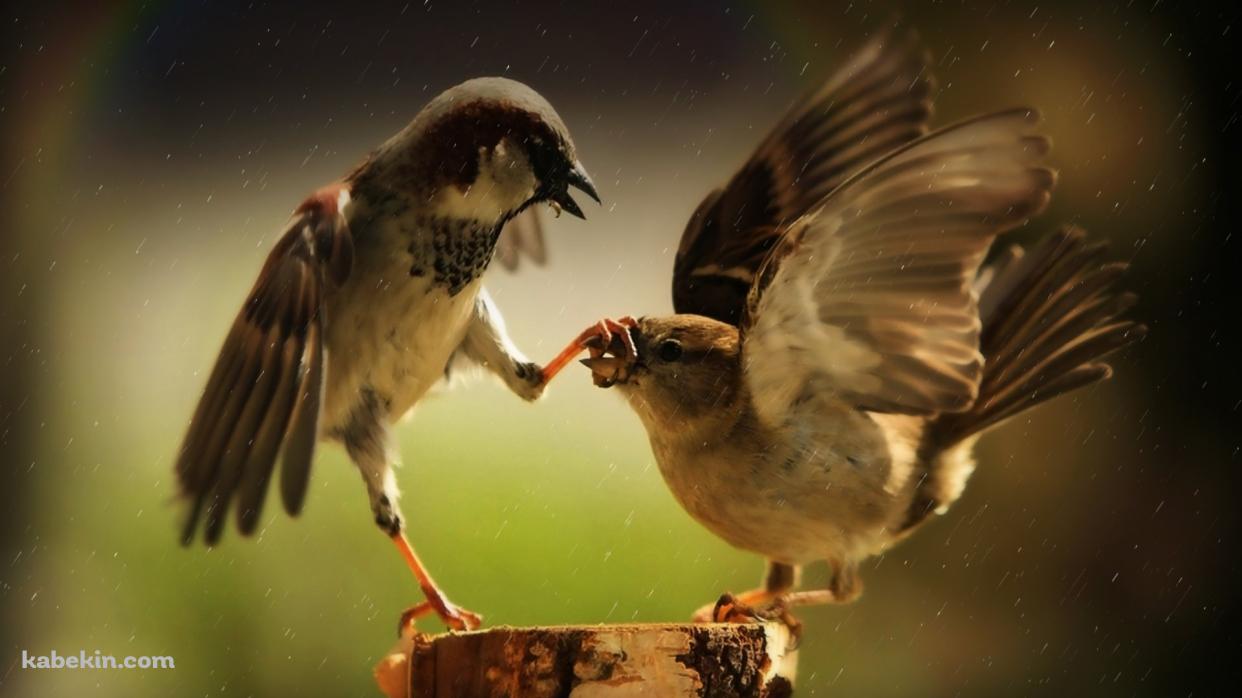 2羽の鳥の壁紙(1242px x 698px) 高画質 PC・デスクトップ用