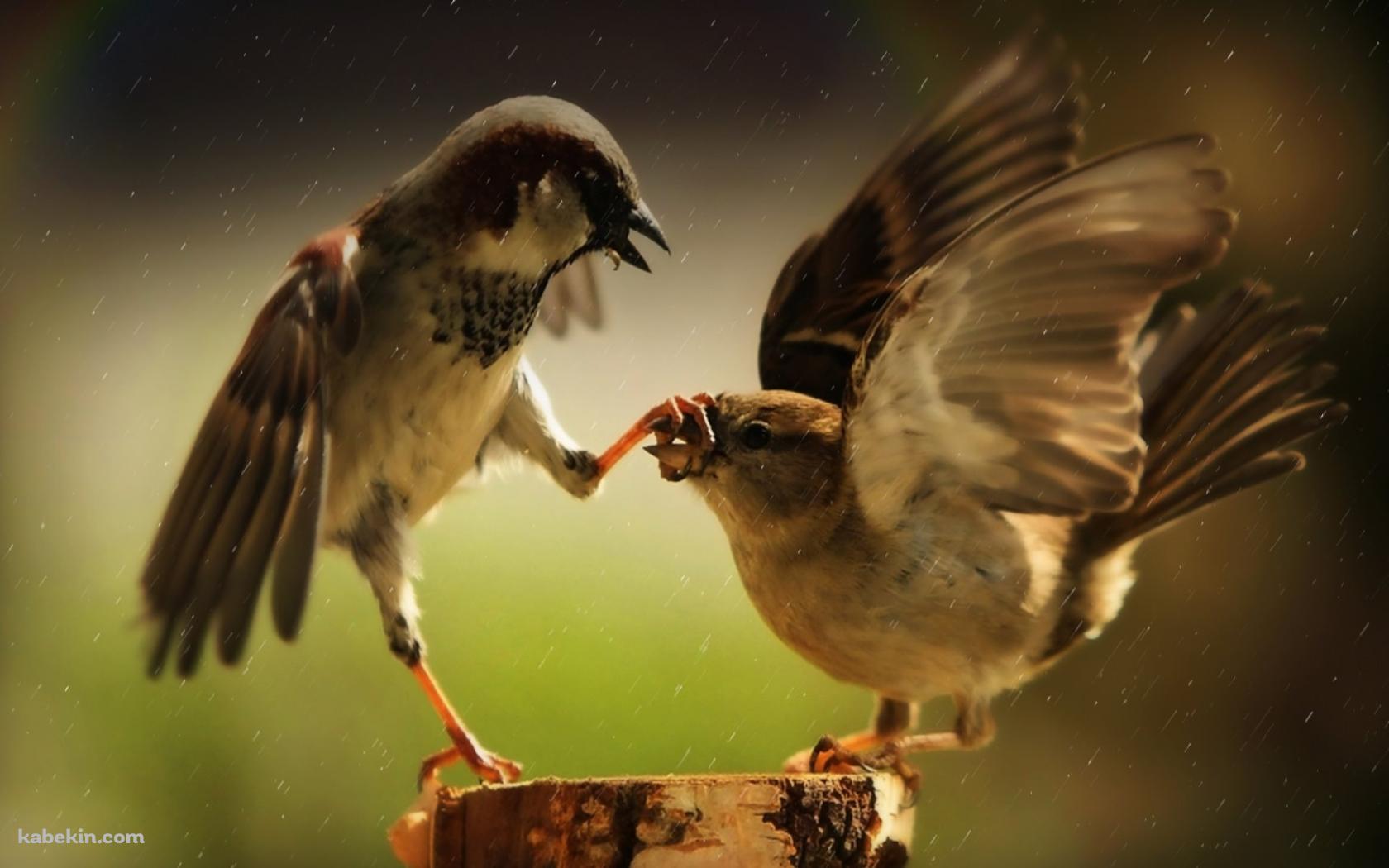 2羽の鳥の壁紙(1680px x 1050px) 高画質 PC・デスクトップ用