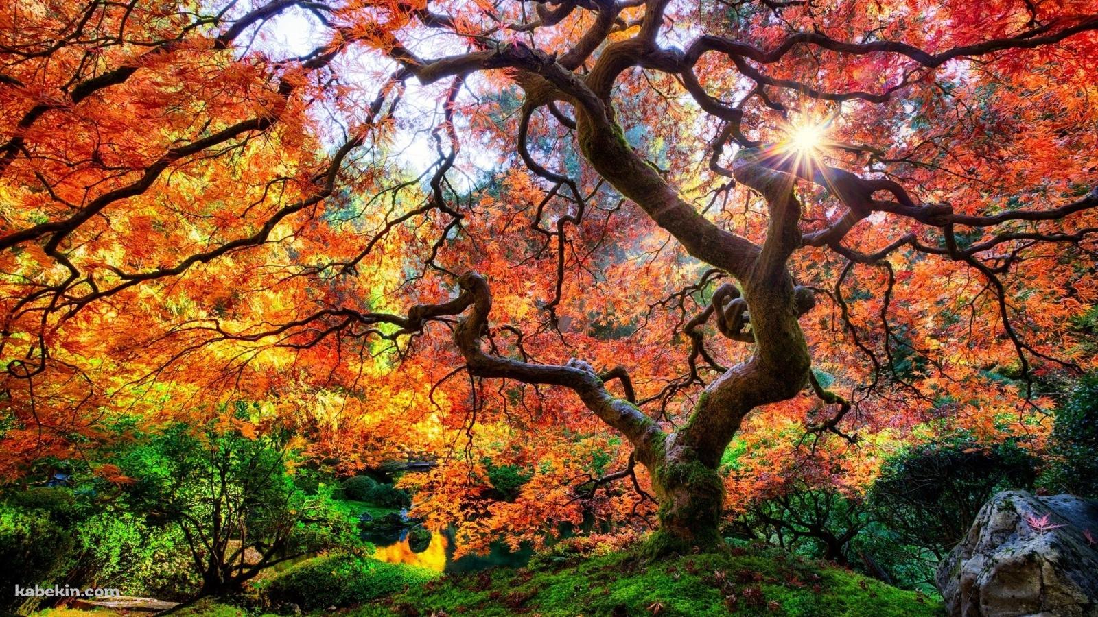 赤く彩る大樹の壁紙(1600px x 900px) 高画質 PC・デスクトップ用
