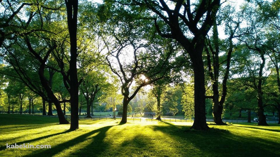 光射す緑の公園の壁紙(960px x 540px) 高画質 PC・デスクトップ用