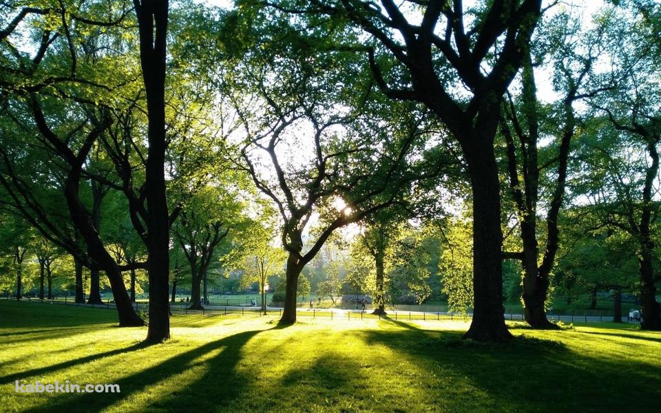 光射す緑の公園の壁紙(960px x 600px) 高画質 PC・デスクトップ用