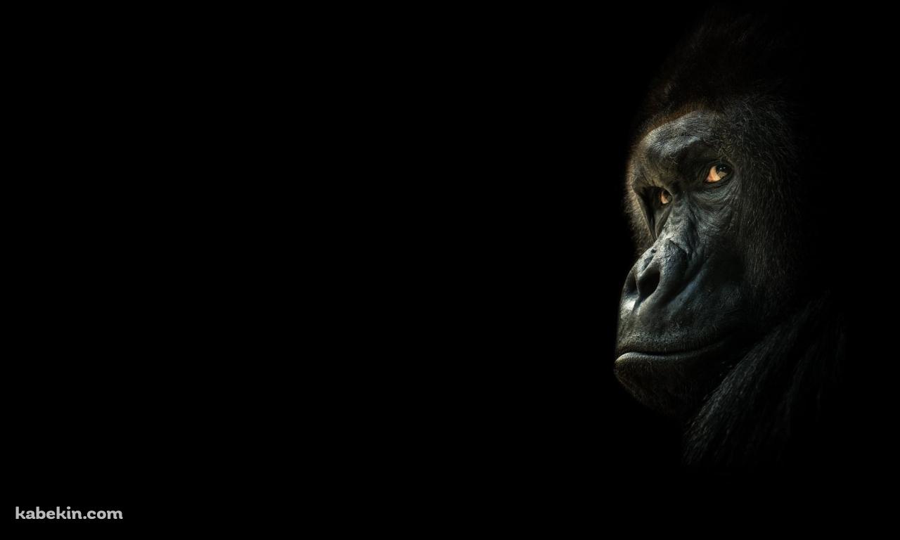 振り返るゴリラの壁紙(1280px x 768px) 高画質 PC・デスクトップ用