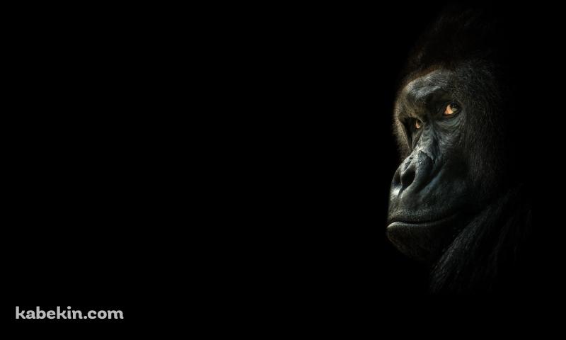振り返るゴリラの壁紙(800px x 480px) 高画質 PC・デスクトップ用
