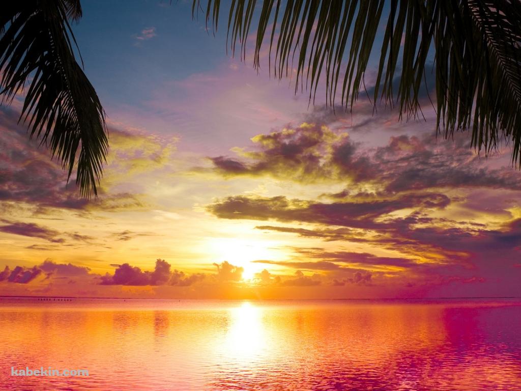 夕暮れ 椰子の木越しの海の壁紙(1024px x 768px) 高画質 PC・デスクトップ用