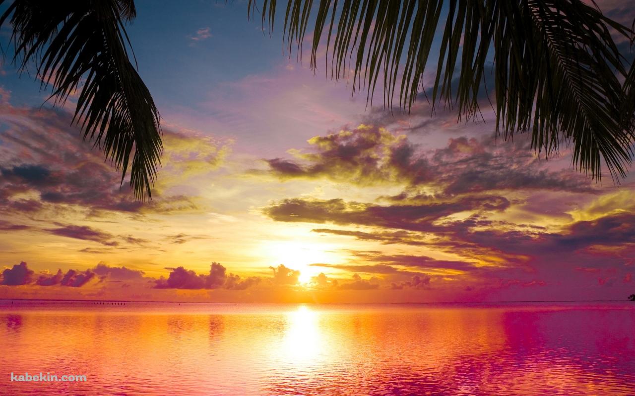 夕暮れ 椰子の木越しの海の壁紙(1280px x 800px) 高画質 PC・デスクトップ用