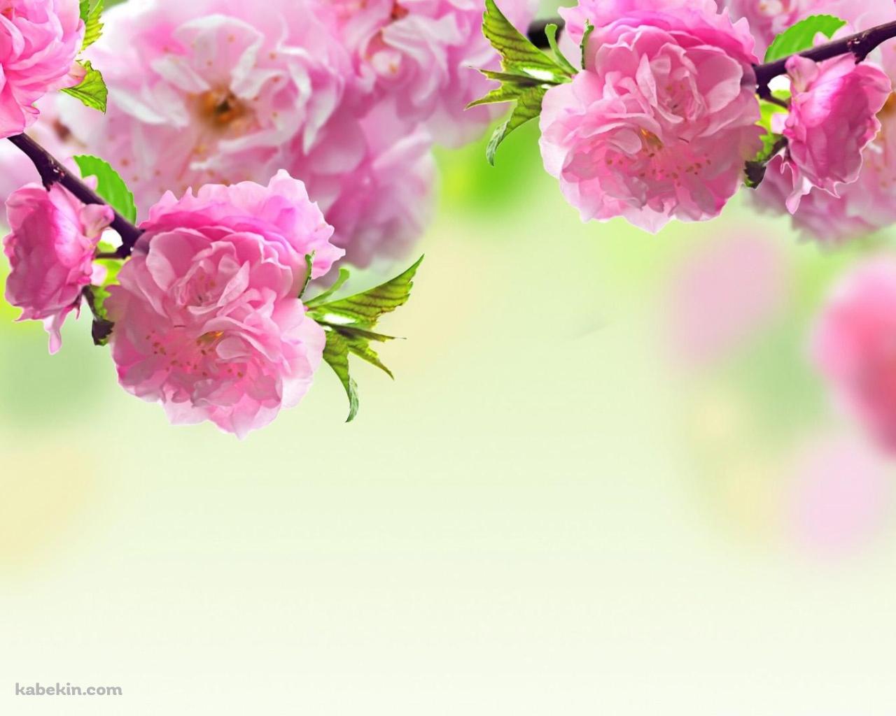 ピンクなかわいい花の壁紙(1280px x 1024px) 高画質 PC・デスクトップ用