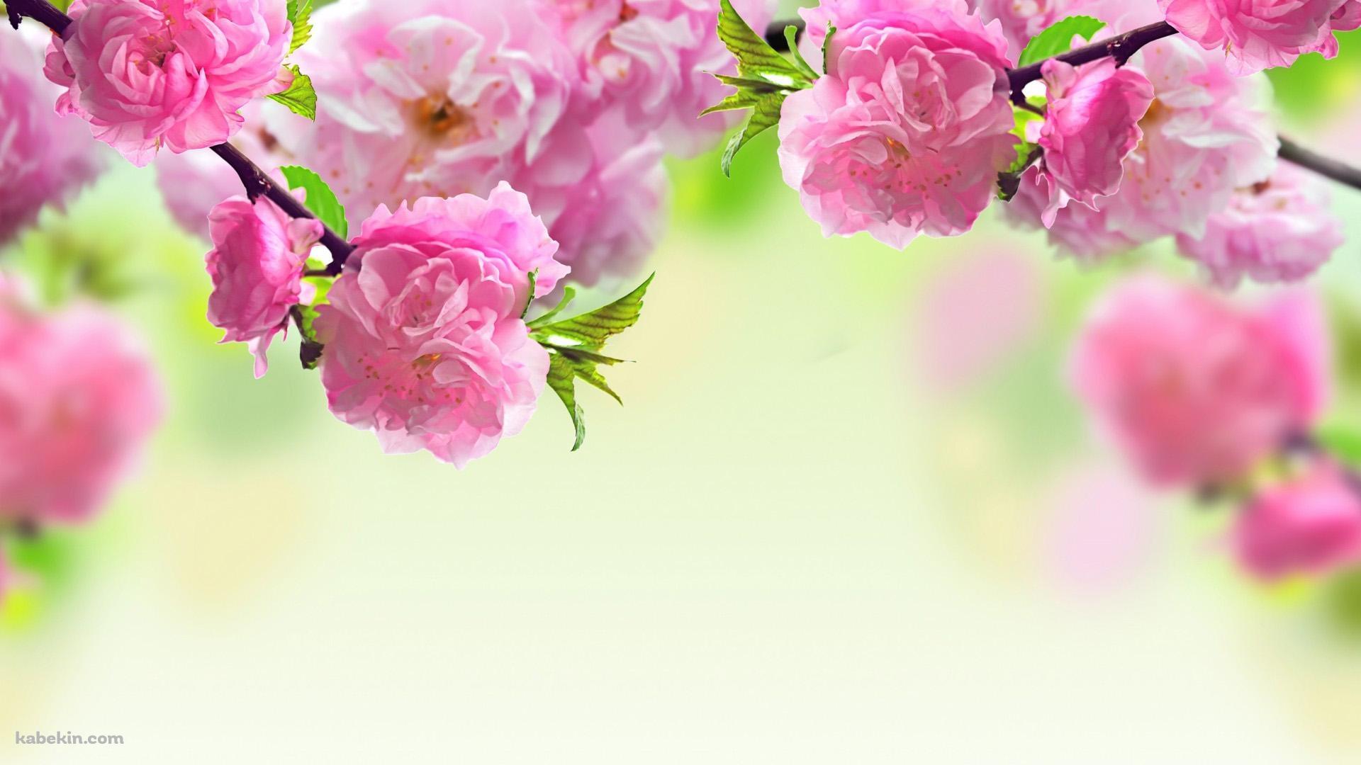 ピンクなかわいい花の壁紙(1920px x 1080px) 高画質 PC・デスクトップ用