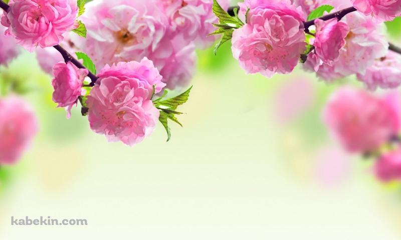 ピンクなかわいい花の壁紙(800px x 480px) 高画質 PC・デスクトップ用