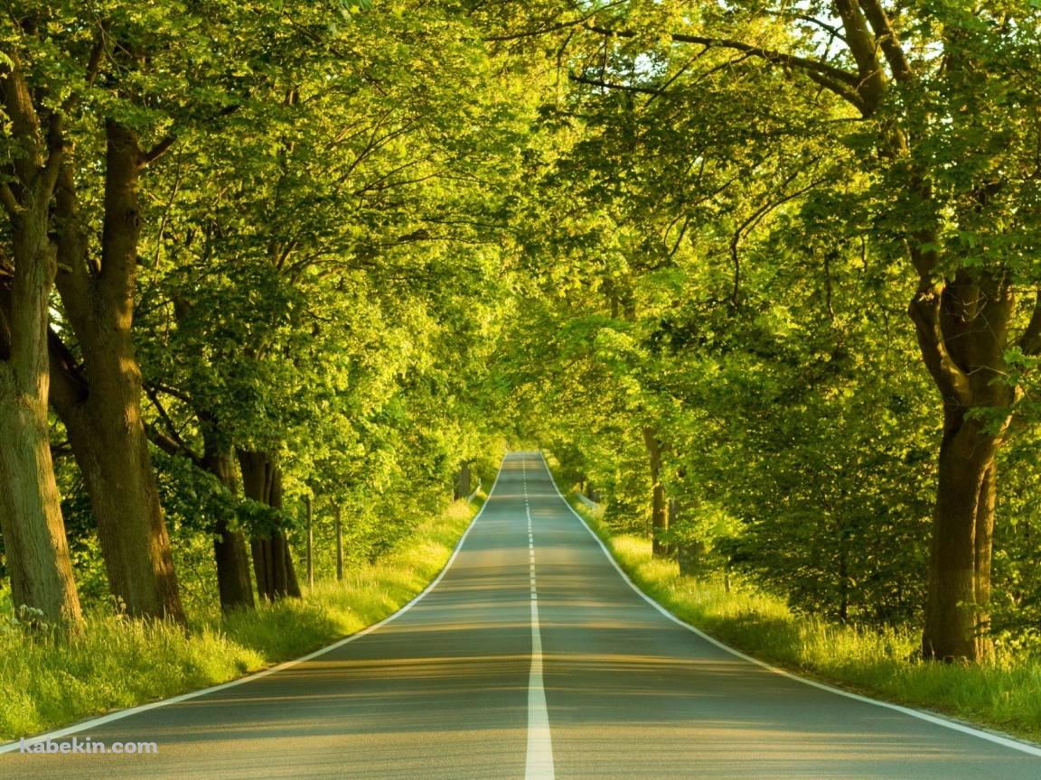 森林を抜ける道路の壁紙(1152px x 864px) 高画質 PC・デスクトップ用
