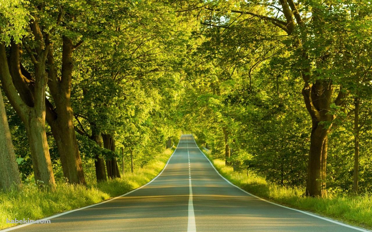 森林を抜ける道路の壁紙(1280px x 800px) 高画質 PC・デスクトップ用