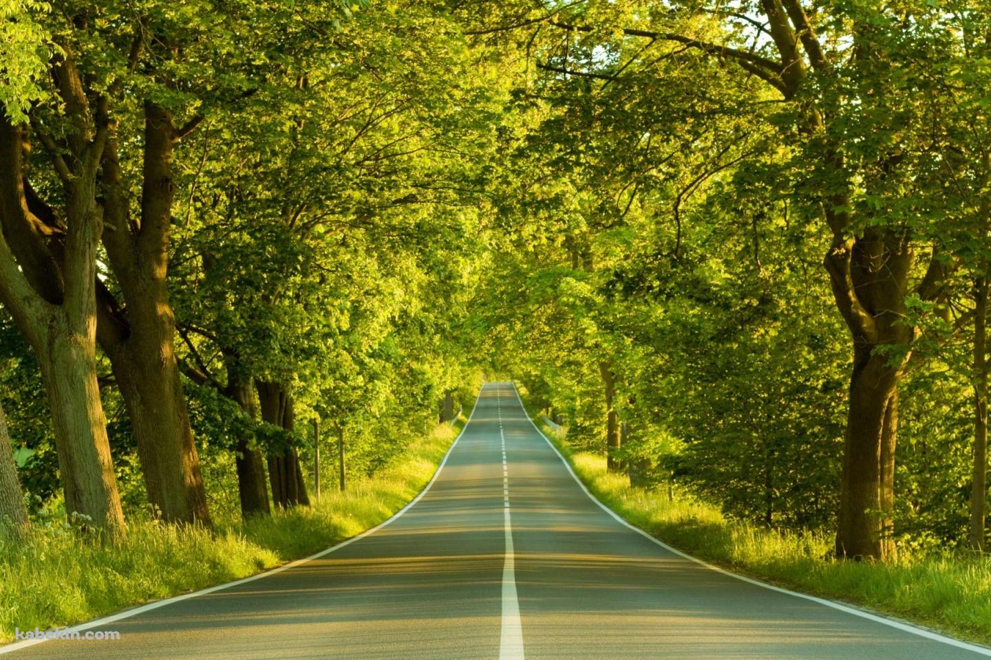 森林を抜ける道路の壁紙(1440px x 960px) 高画質 PC・デスクトップ用