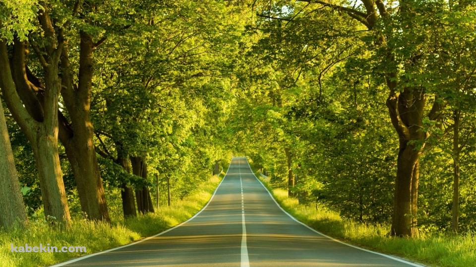 森林を抜ける道路の壁紙(960px x 540px) 高画質 PC・デスクトップ用