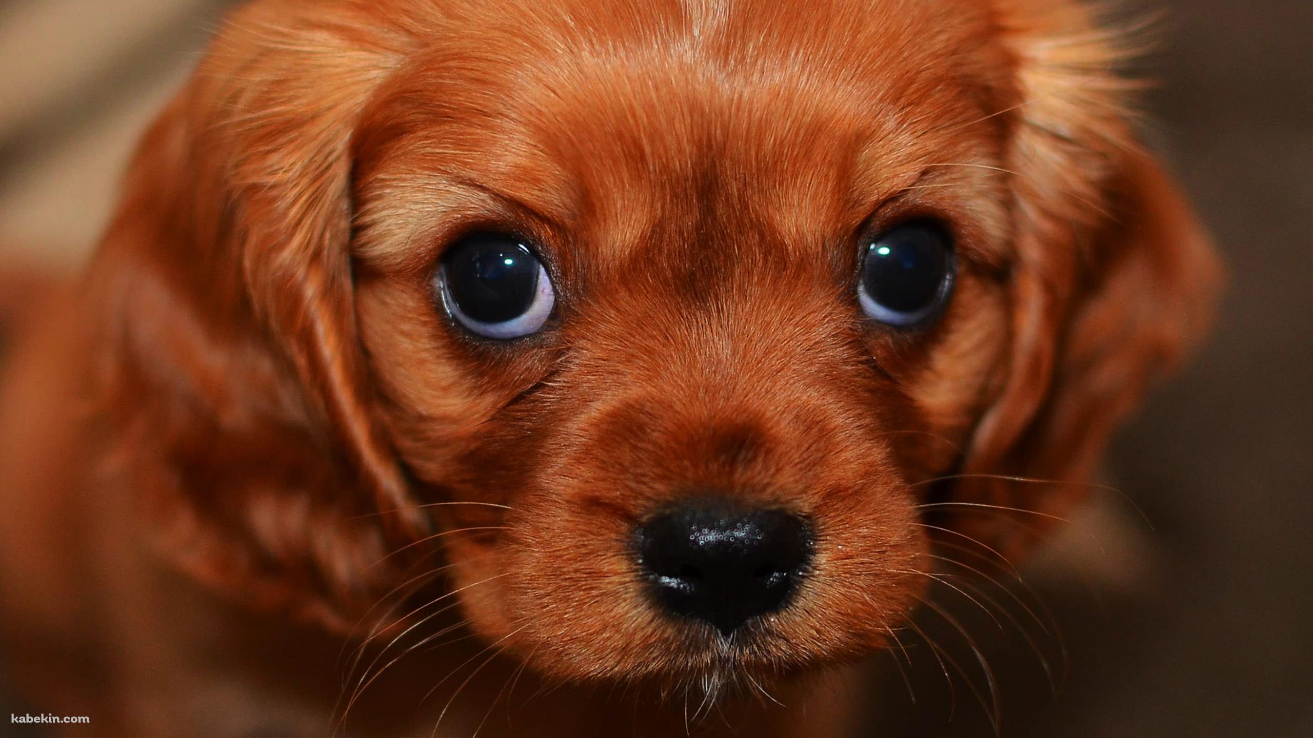 茶色い犬の壁紙(2560px x 1440px) 高画質 PC・デスクトップ用