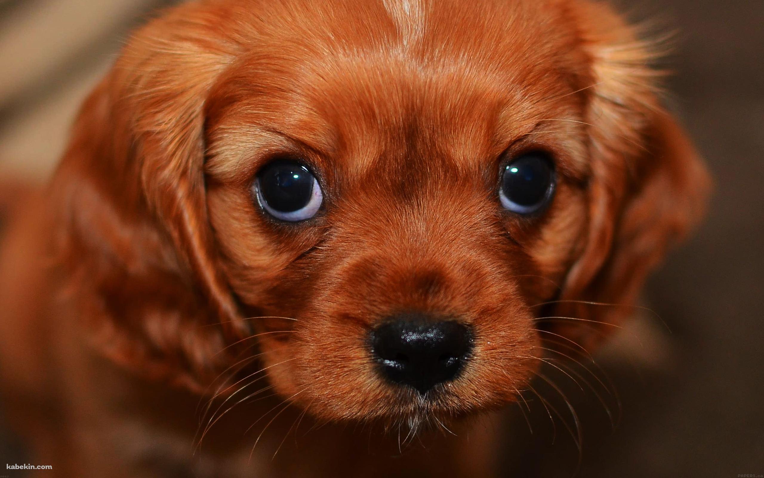 茶色い犬の壁紙(2560px x 1600px) 高画質 PC・デスクトップ用