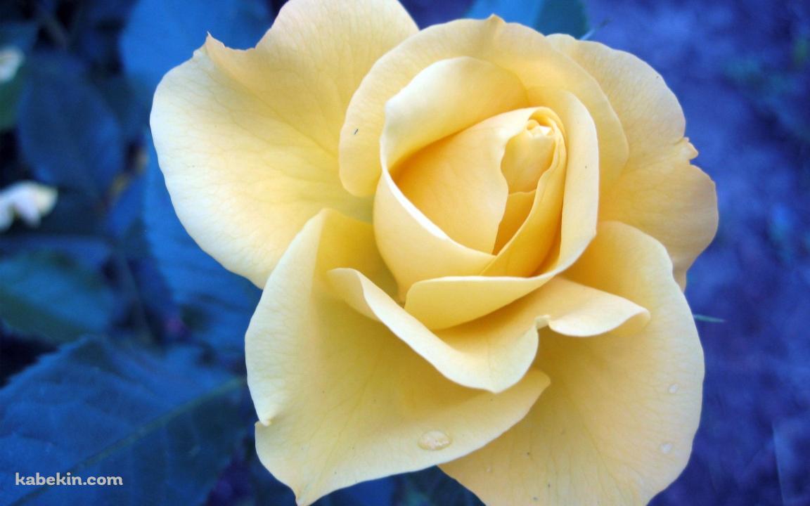 白い薔薇の壁紙(1152px x 720px) 高画質 PC・デスクトップ用