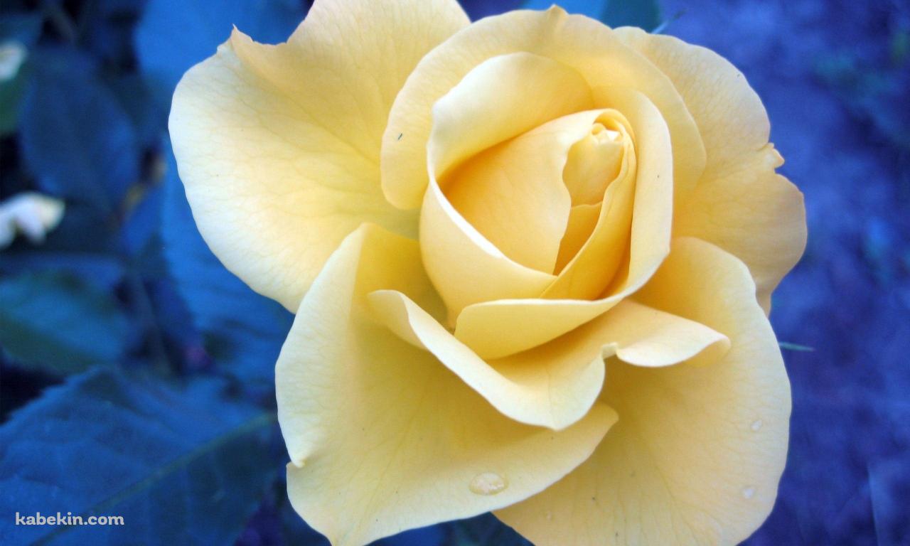白い薔薇の壁紙(1280px x 768px) 高画質 PC・デスクトップ用