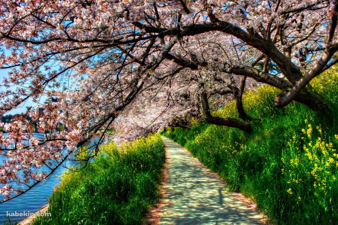 川沿い 桜 道の壁紙(1152px x 768px) 高画質 PC・デスクトップ用