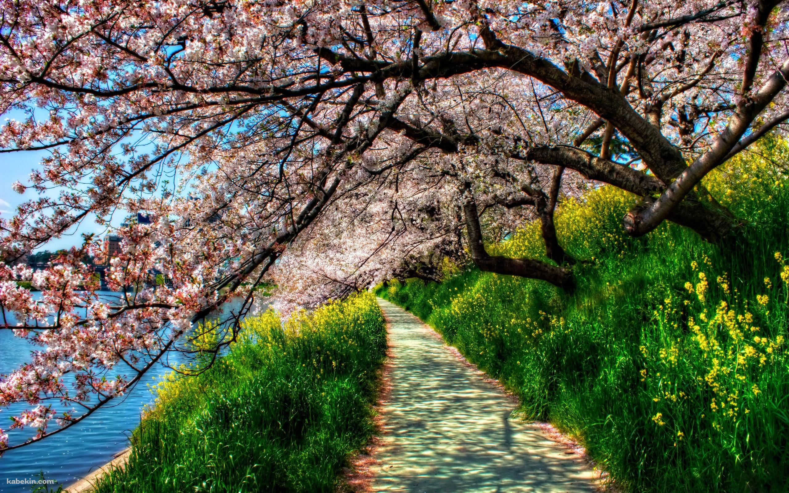 川沿い 桜 道の壁紙(2560px x 1600px) 高画質 PC・デスクトップ用