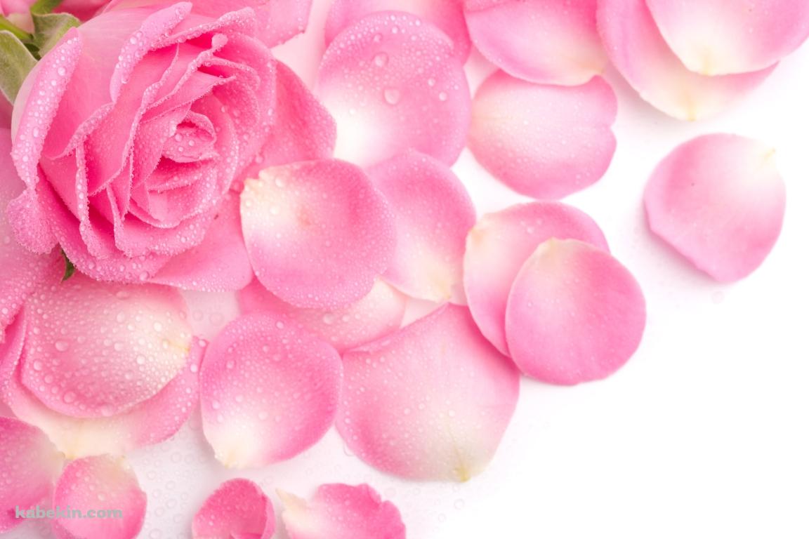 ピンクのカーネーション 花びら 母の日の壁紙(1152px x 768px) 高画質 PC・デスクトップ用