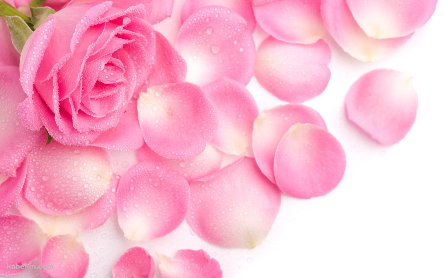 ピンクのカーネーション 花びら 母の日の壁紙(1440px x 900px) 高画質 PC・デスクトップ用