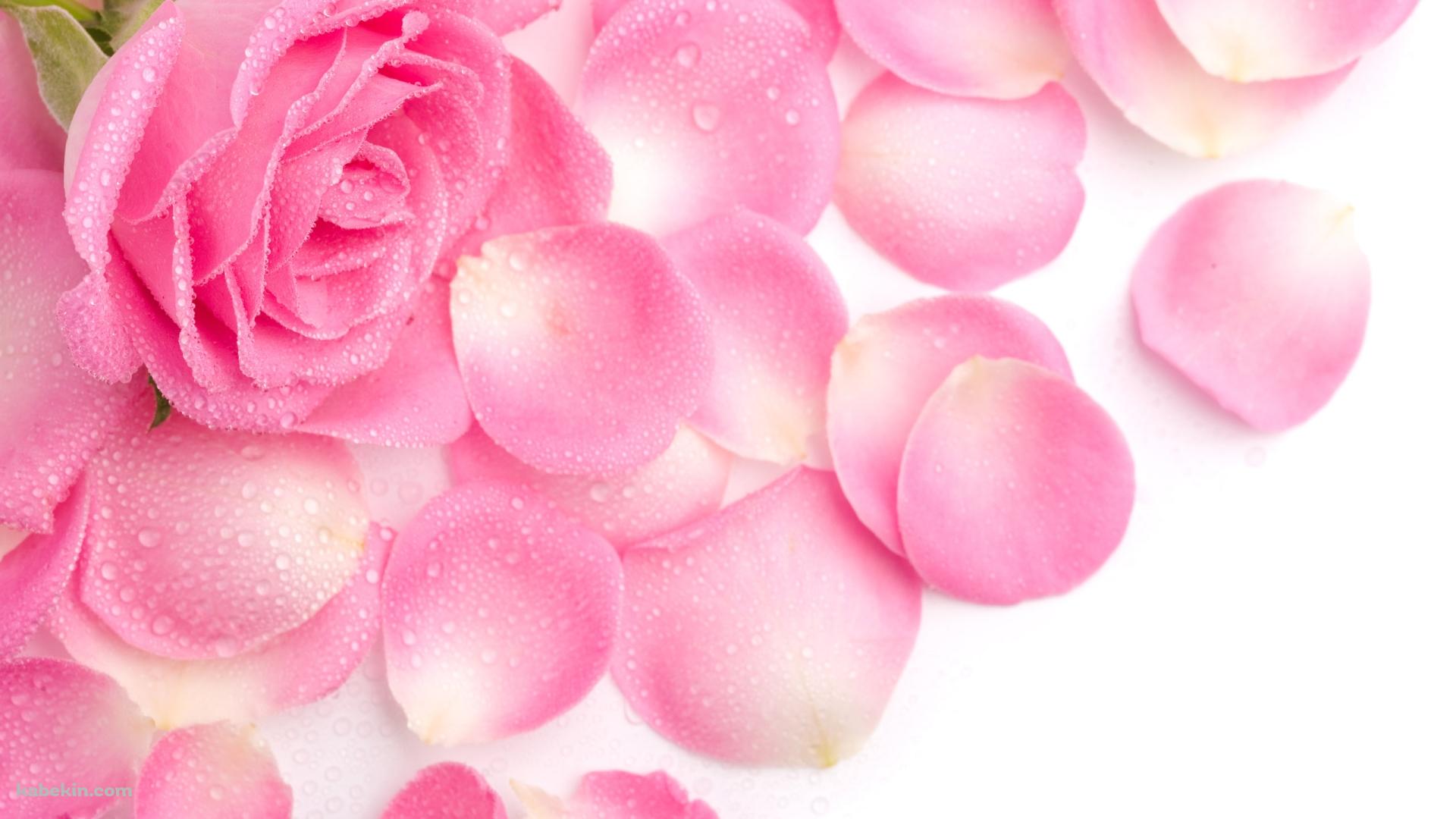 ピンクのカーネーション 花びら 母の日の壁紙(1920px x 1080px) 高画質 PC・デスクトップ用