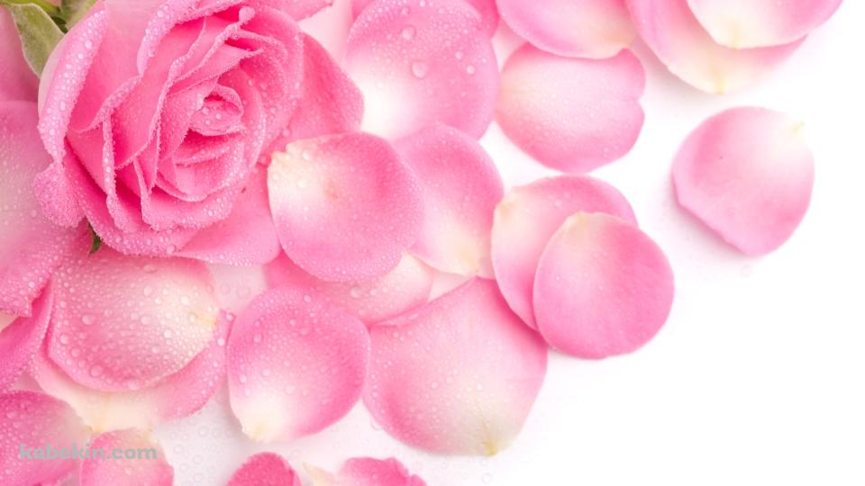 ピンクのカーネーション 花びら 母の日の壁紙(960px x 540px) 高画質 PC・デスクトップ用