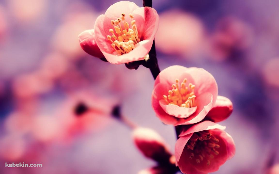 かわいい梅の花の壁紙(1152px x 720px) 高画質 PC・デスクトップ用