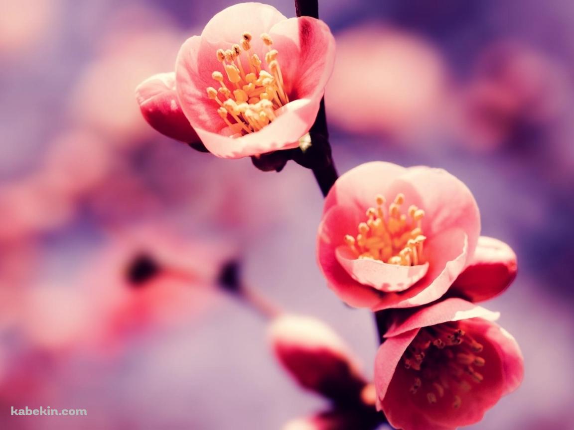 かわいい梅の花の壁紙(1152px x 864px) 高画質 PC・デスクトップ用