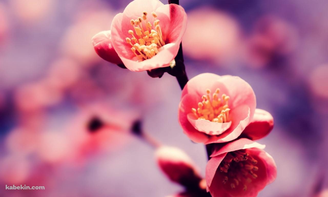 かわいい梅の花の壁紙(1280px x 768px) 高画質 PC・デスクトップ用