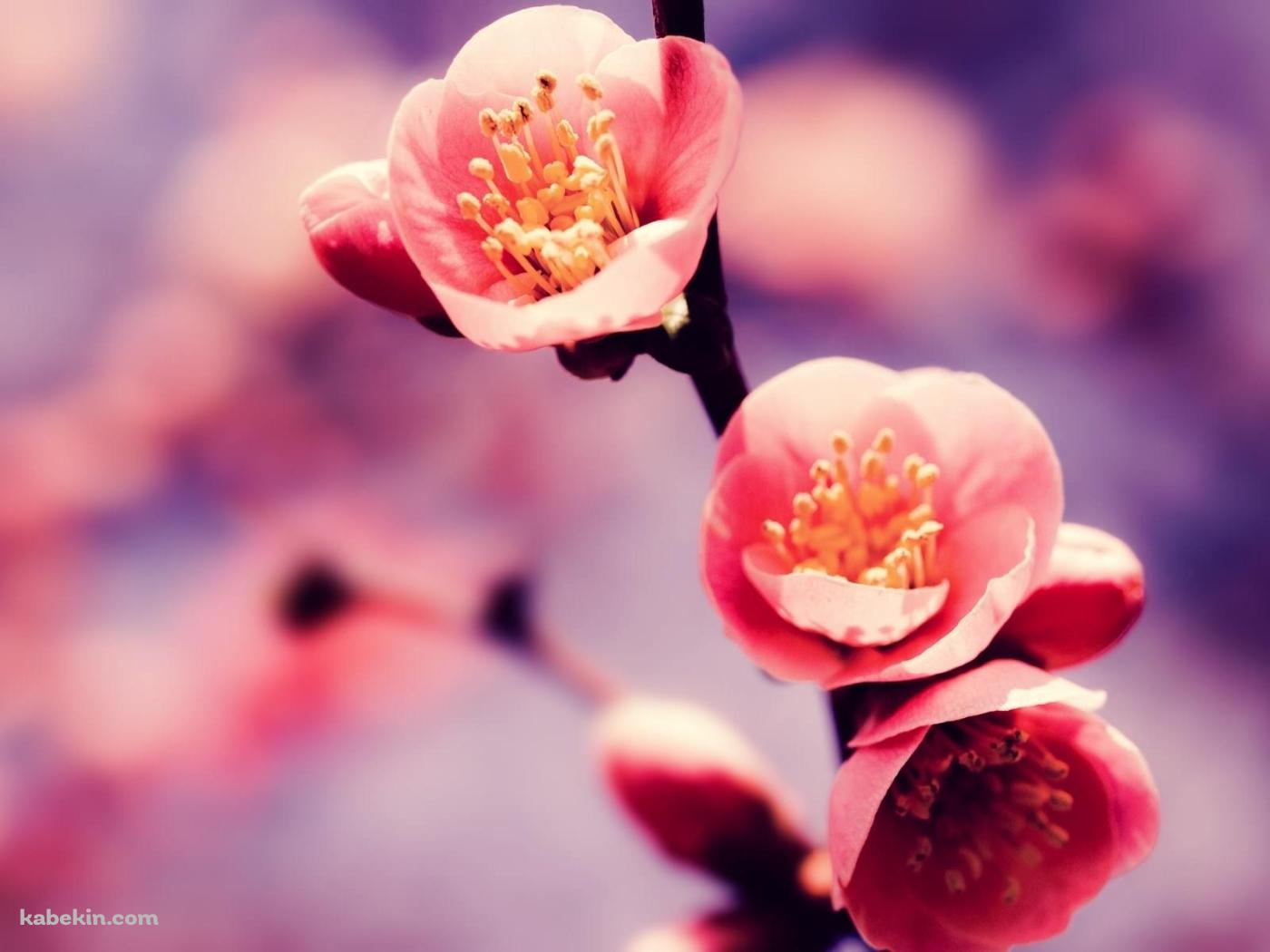 かわいい梅の花の壁紙(1400px x 1050px) 高画質 PC・デスクトップ用