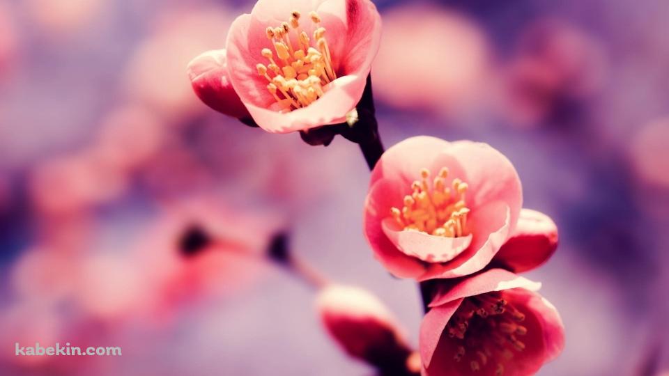 かわいい梅の花の壁紙(960px x 540px) 高画質 PC・デスクトップ用
