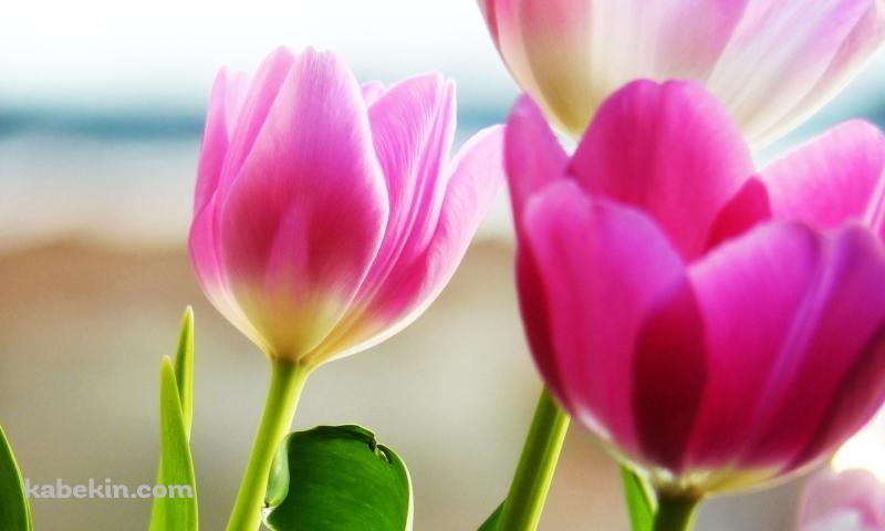 春のチューリップの壁紙(800px x 480px) 高画質 PC・デスクトップ用