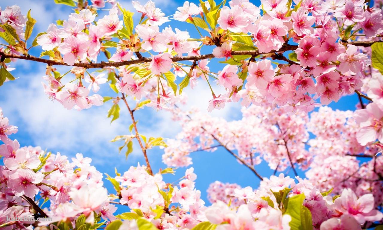 ピンクの桜の壁紙(1280px x 768px) 高画質 PC・デスクトップ用