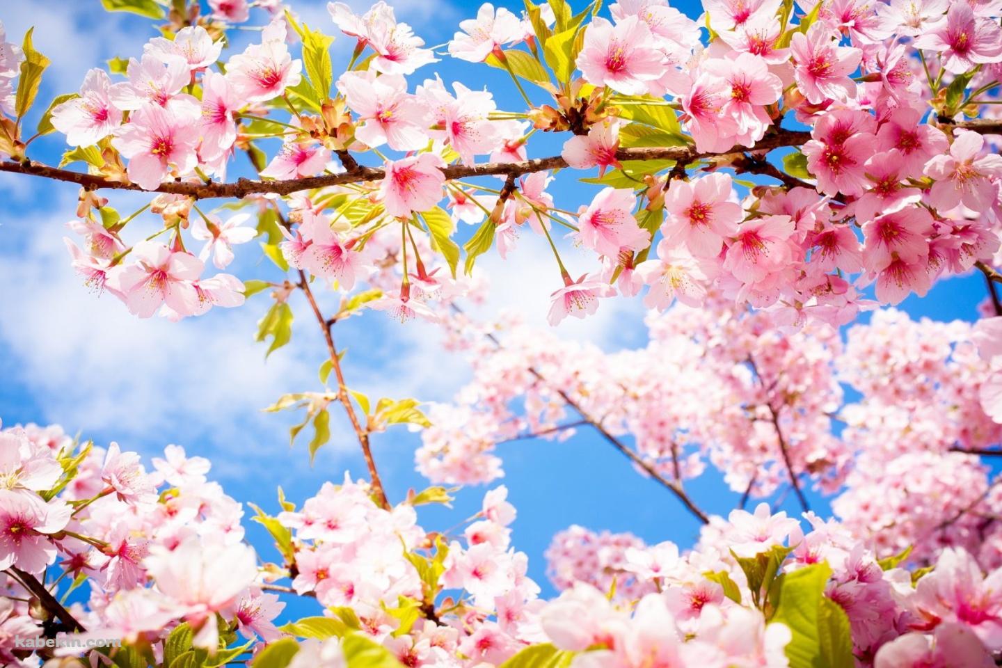 ピンクの桜の壁紙(1440px x 960px) 高画質 PC・デスクトップ用