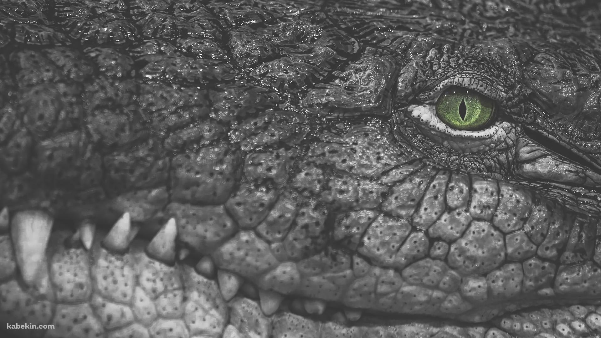 ワニ クロコダイルの壁紙(1920px x 1080px) 高画質 PC・デスクトップ用