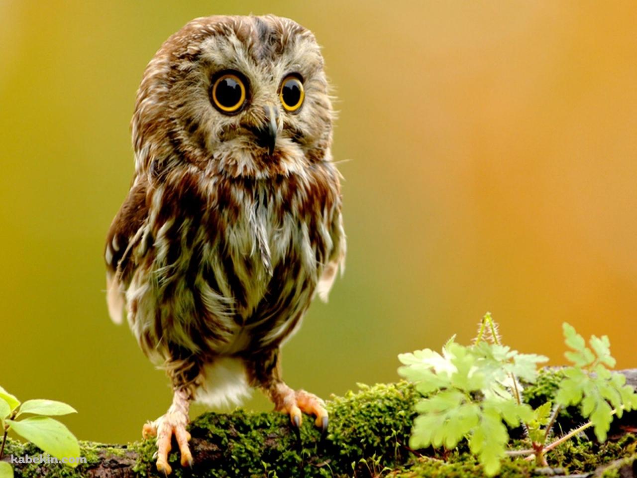 フクロウの壁紙(1280px x 960px) 高画質 PC・デスクトップ用