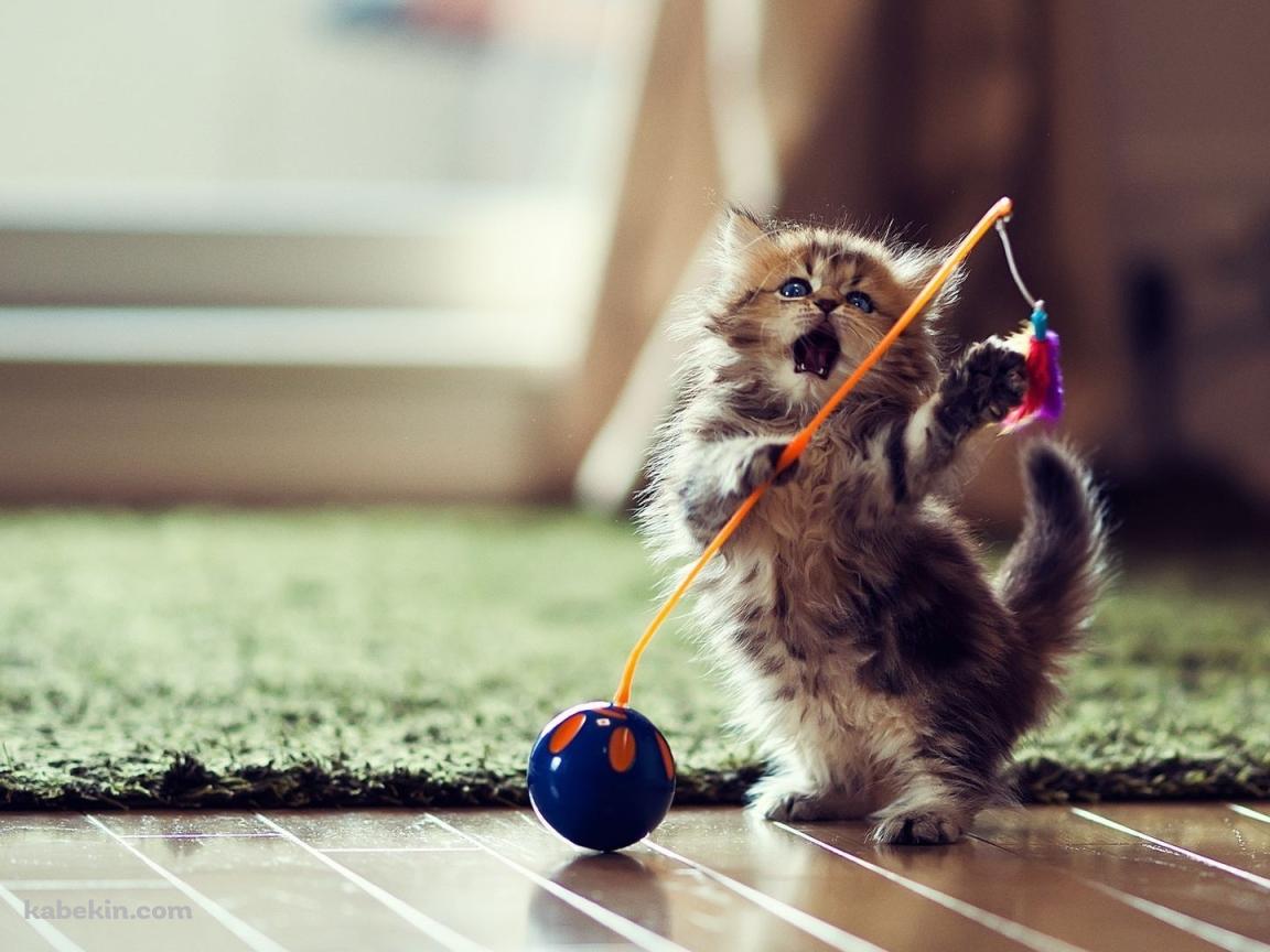 オモチャとじゃれる子猫の壁紙(1152px x 864px) 高画質 PC・デスクトップ用